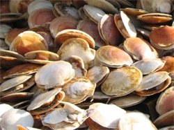 Scallops 3